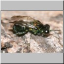 Chalcididae sp - Erzwespe 03b 3mm.jpg
